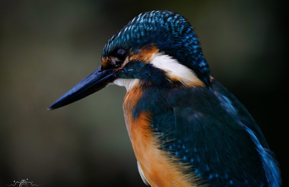 Eisvogel1